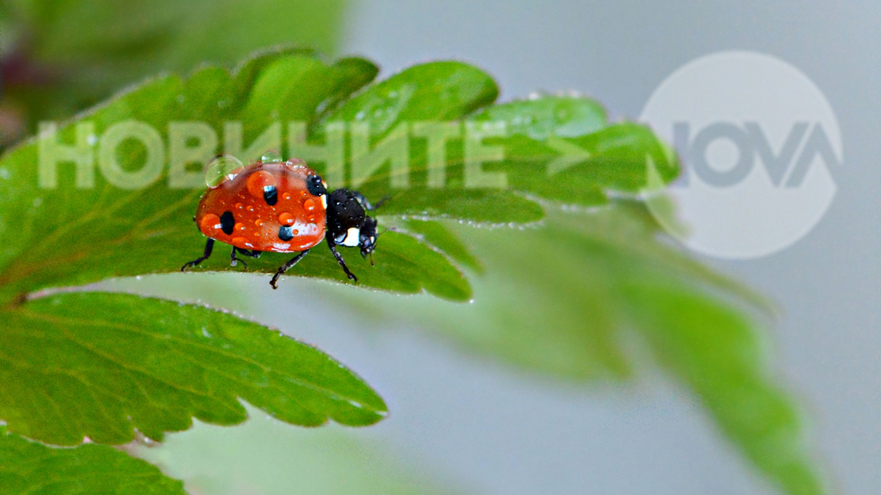 Усмихнат следобед, приятели!