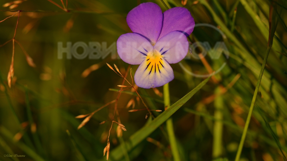 Нежна пролетна усмивчица..