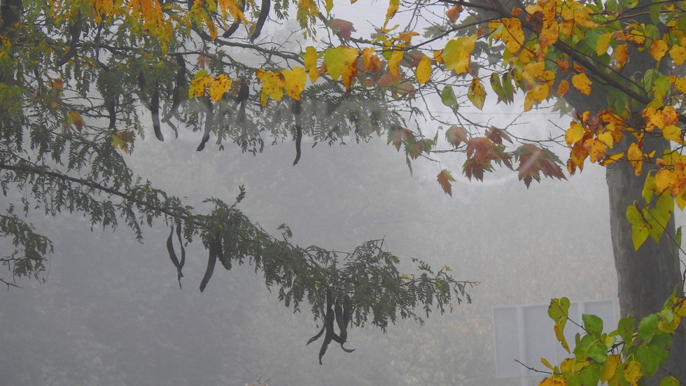 Мъгливо утро в Разград!