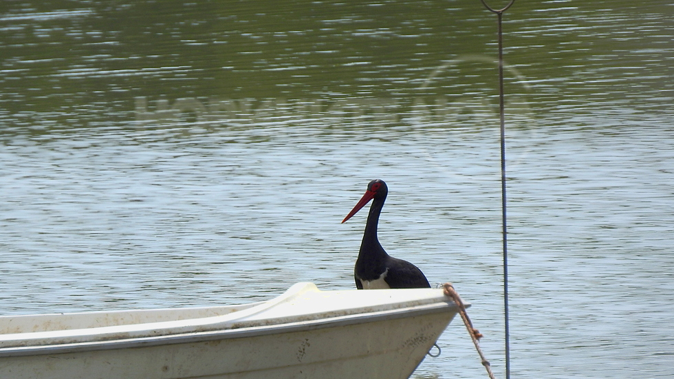 Добре дошъл, Май!