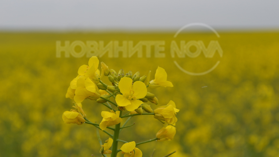 Пролет в жълто!