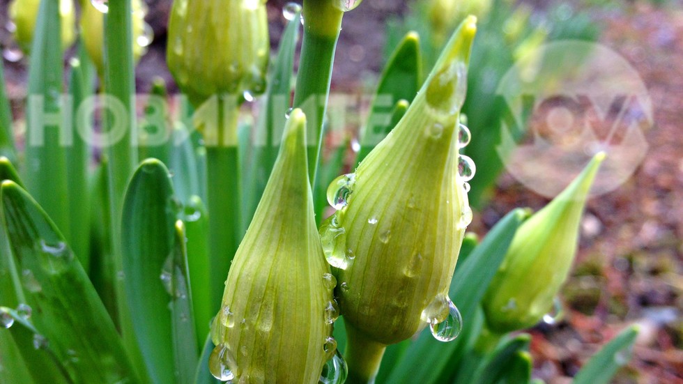 Бисерни капчици дъжд по напъпилата пролет