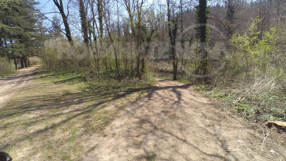 Кой разреши изсичането на вековни дървета?