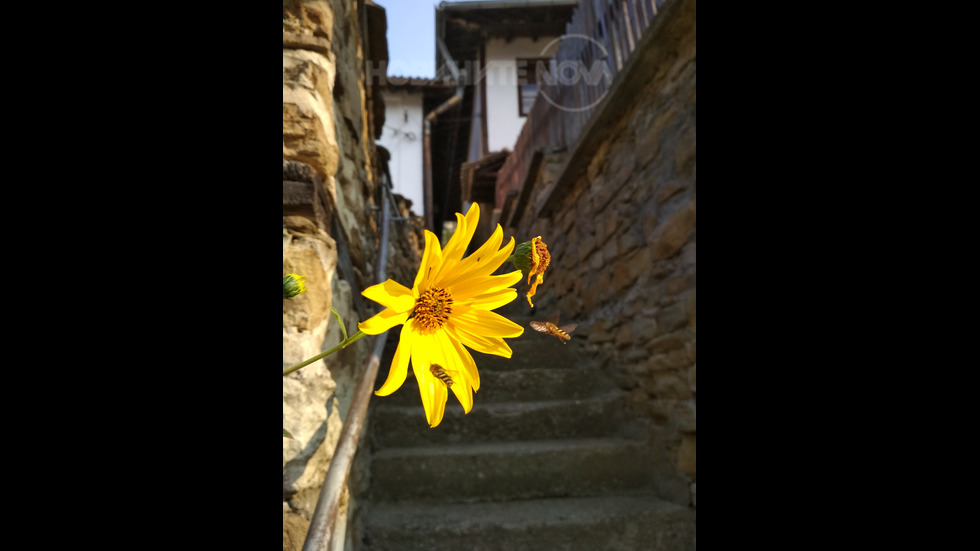 Топлите есенни дни раздвижиха и хората и пчеличките.