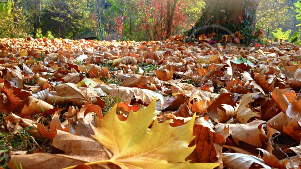 По пъстроцветното килимче от есенни листа