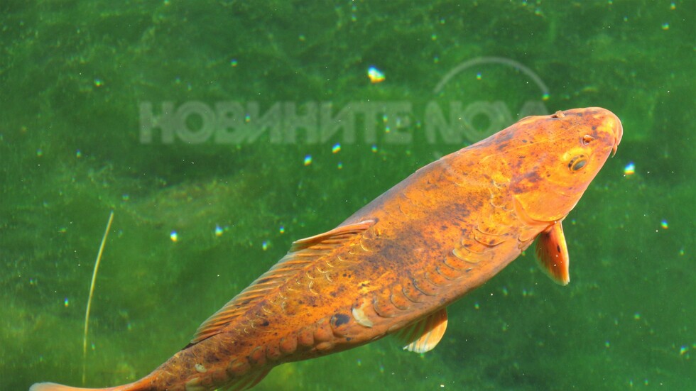 Златната рибка сбъдва желания!