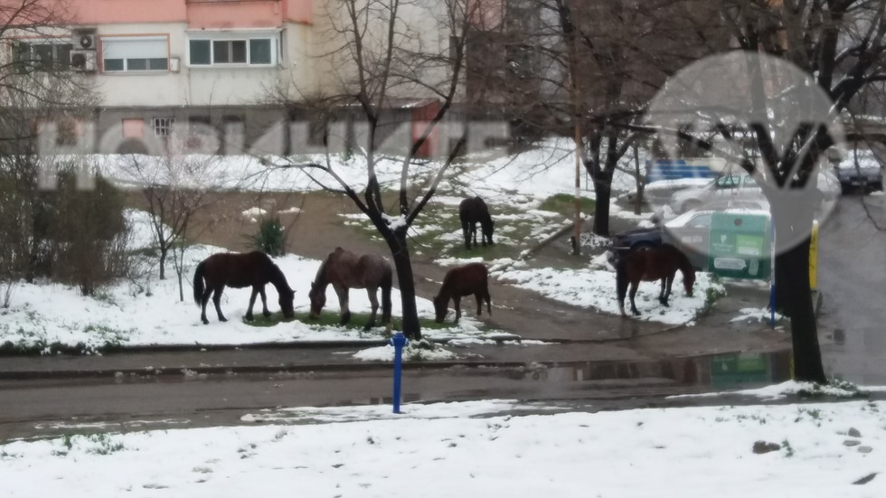 Коне в Благоевград