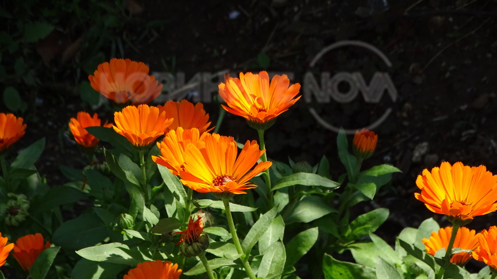 Нежни огънчета!