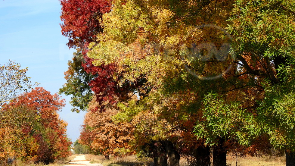 Уникалните багри на есента!