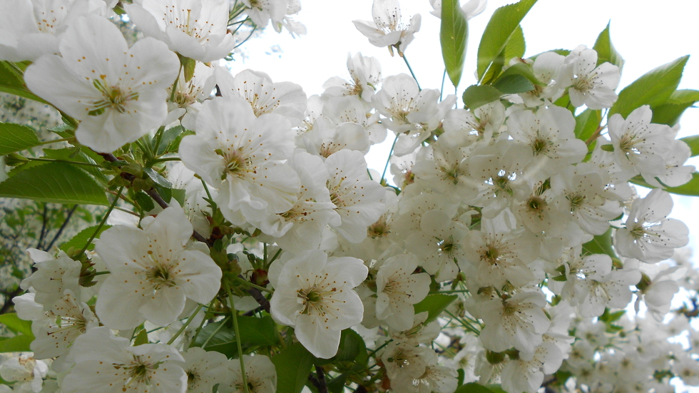 Пролет в бяло!