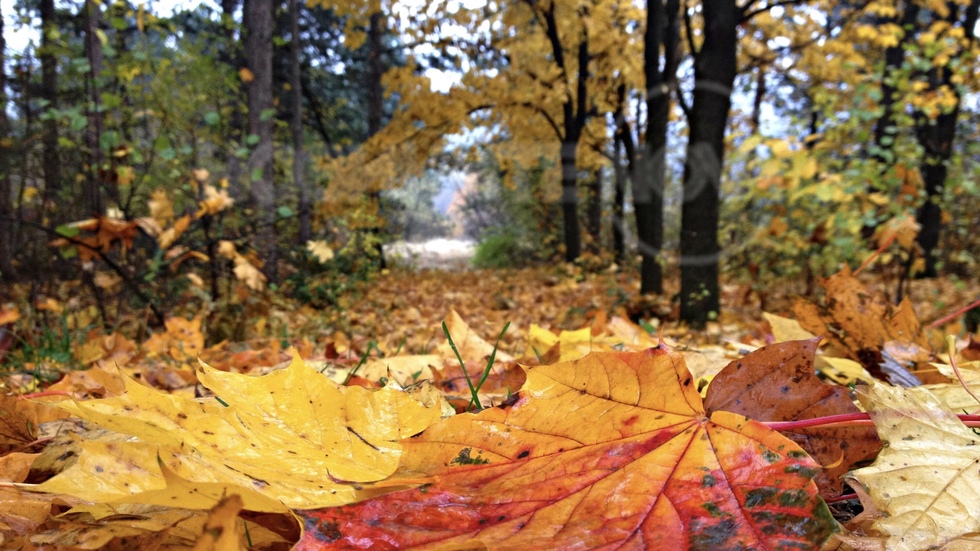 В дъждовната есенна гора