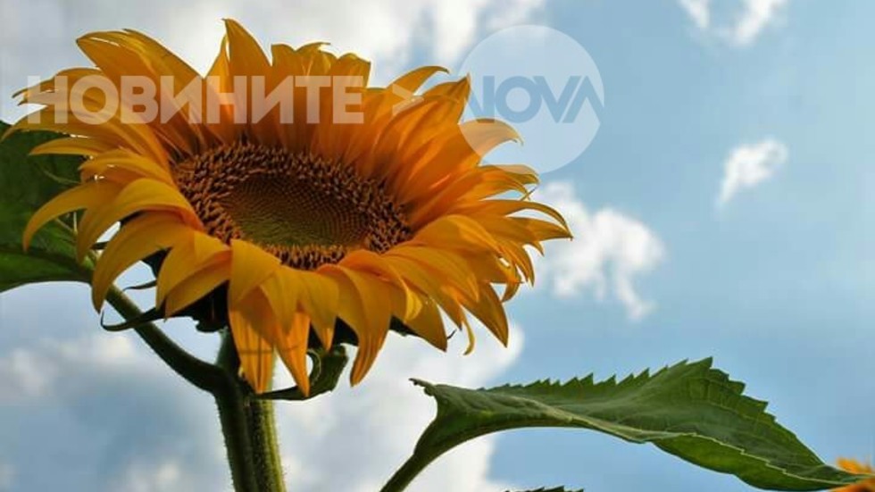 Слънчоглед