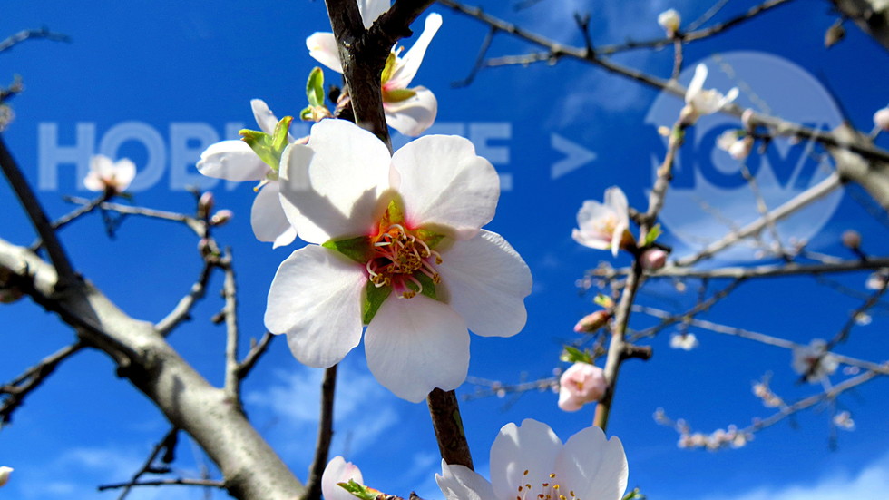 Бадемова нежност!