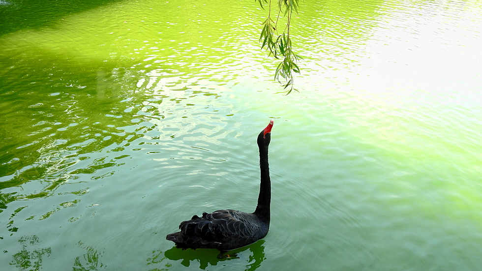 Грациозен и красив черен лебед!