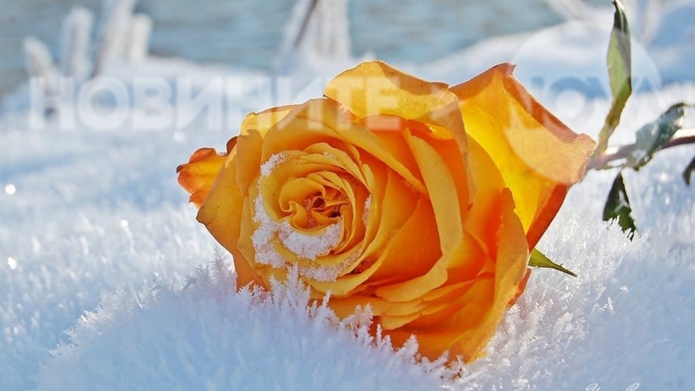 Снежната роза
