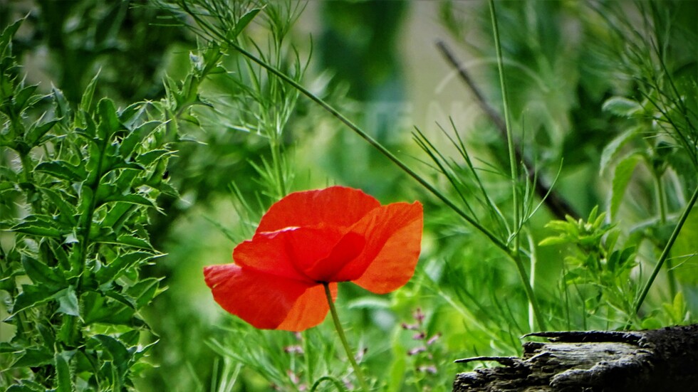 В мрачния ден!