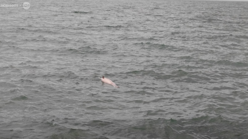 Умрял делфин във Варна