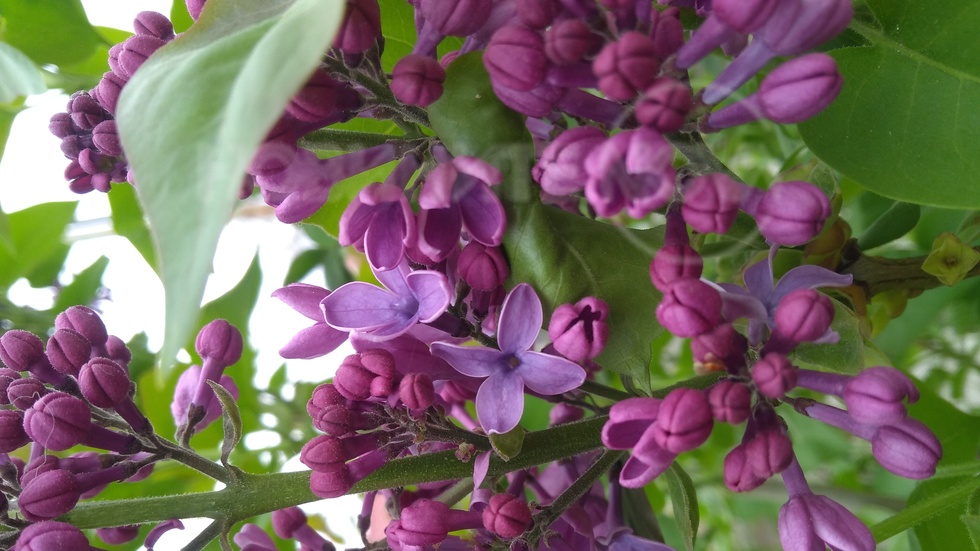 Мартенски люляк!