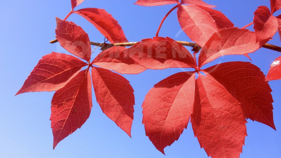 Есенно бижу