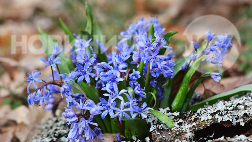Пролетни горски красоти и аромати