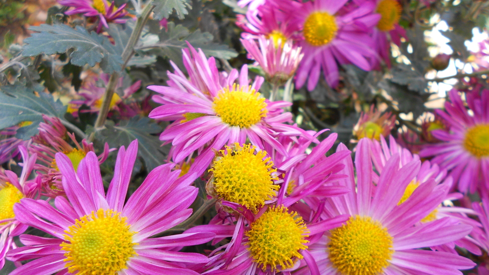 Цветно настроение