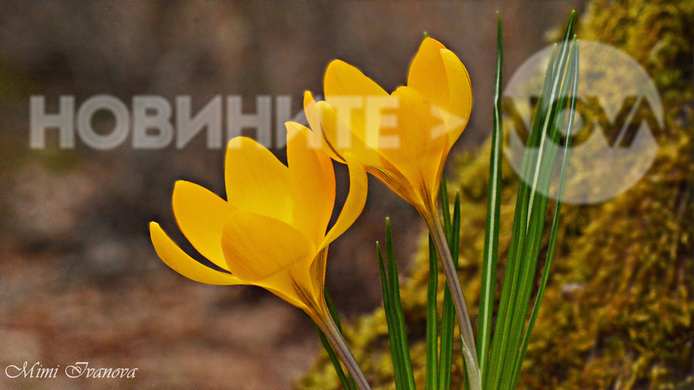 Две слънчеви усмивки..