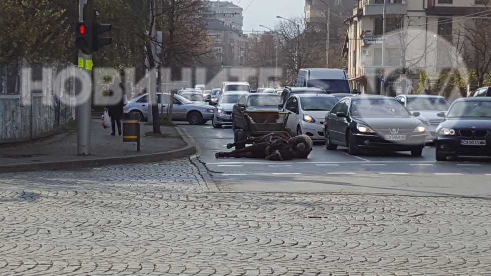 Колабирал кон на столичен булевард