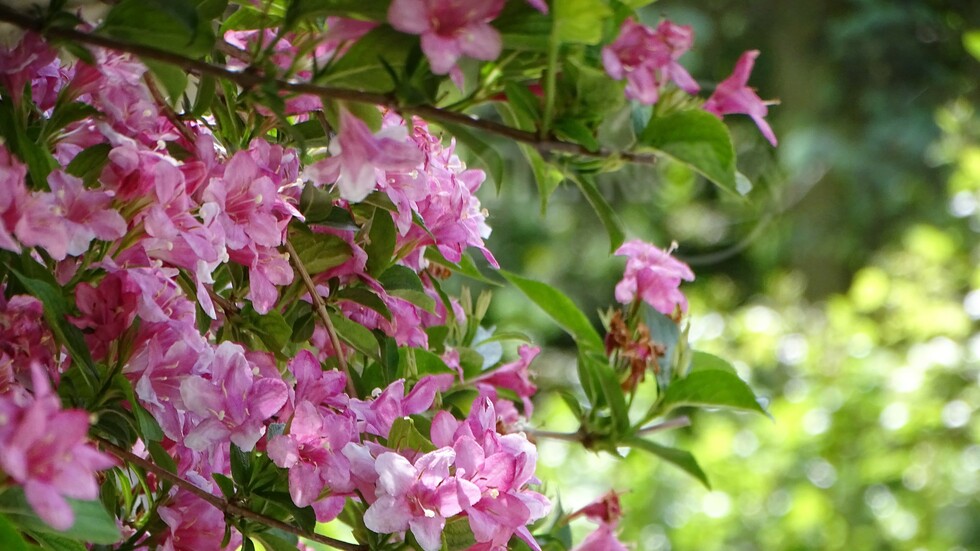 Довиждане на пролетта!