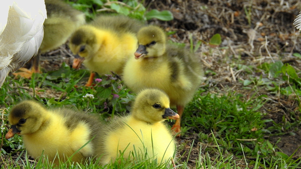 Весели празници с малките сладурчета!