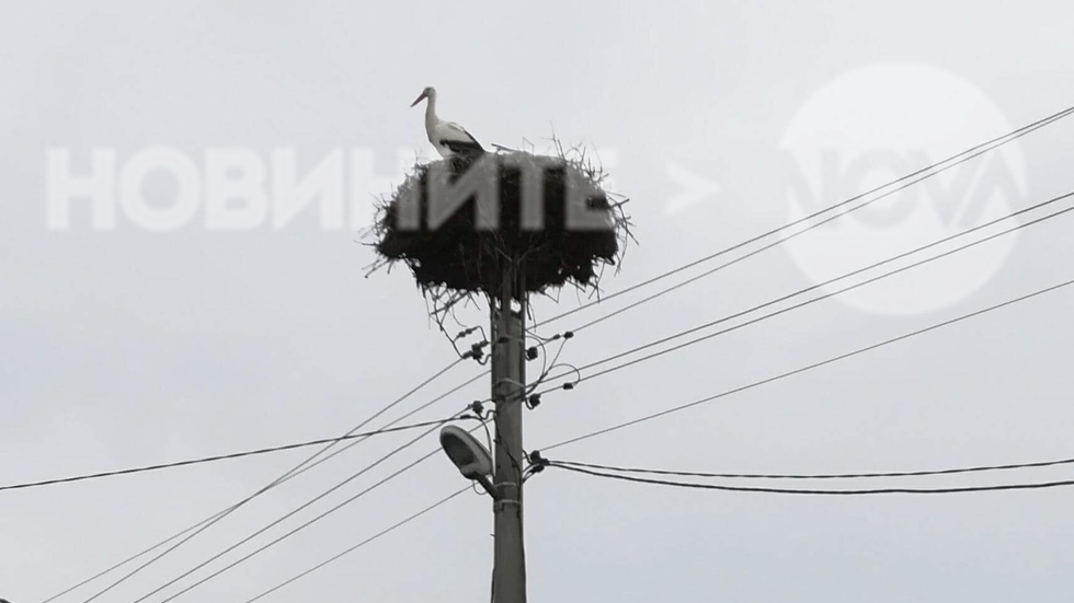 Щъркел на 1 март в с. Рупите