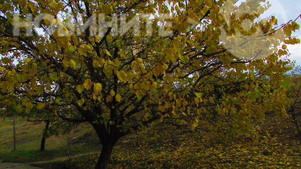 Златна есен