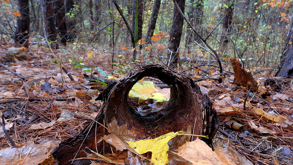 Горско "тунелче"!