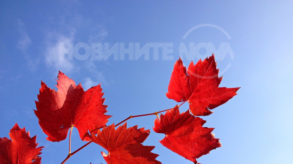 Есенен пурпур под синьото небе