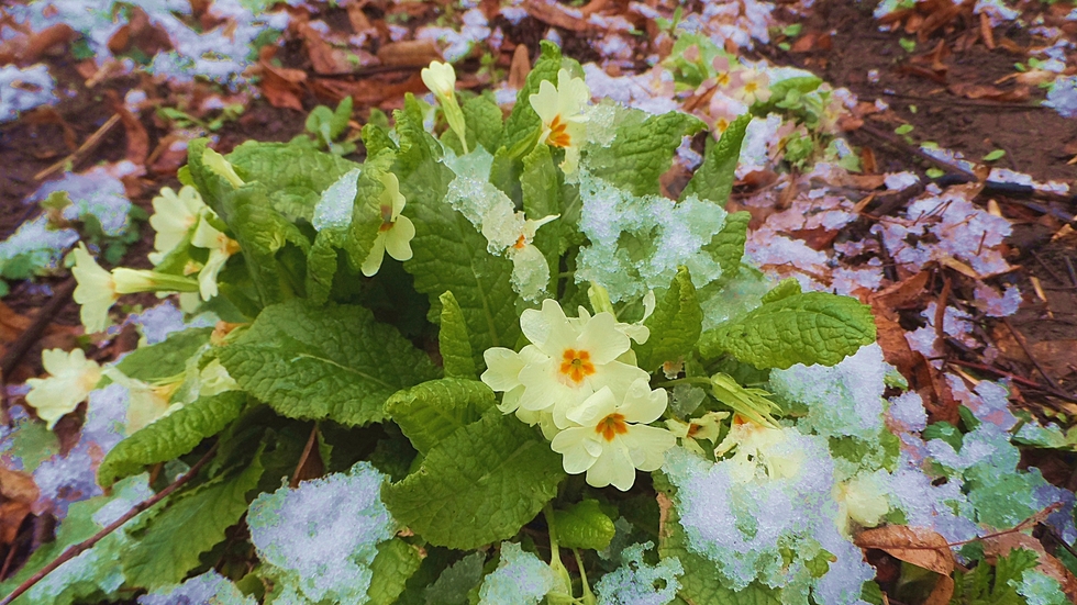 Мартенски номера