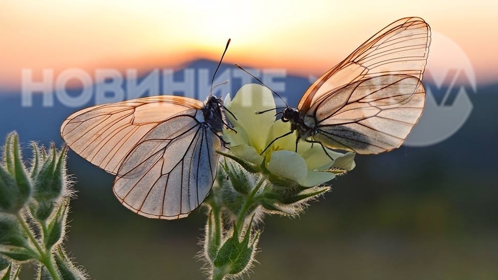 Пролет и за пеперудките