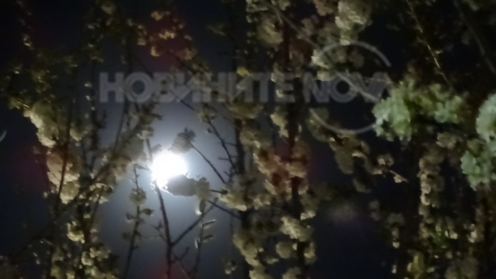 Луната и пролетният цвят