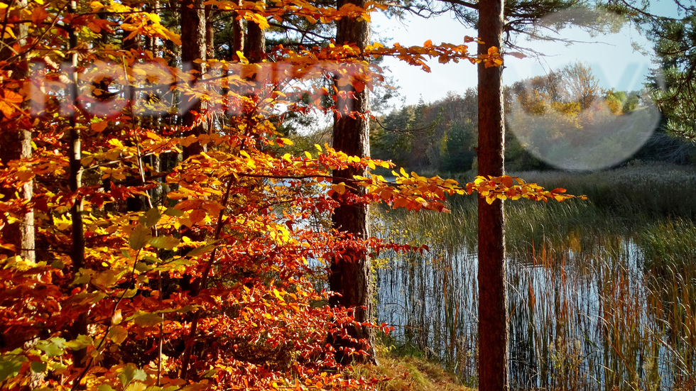 В ярките цветове на красивата есен