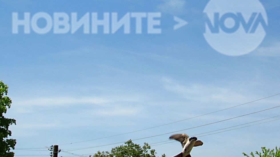 Майски танци