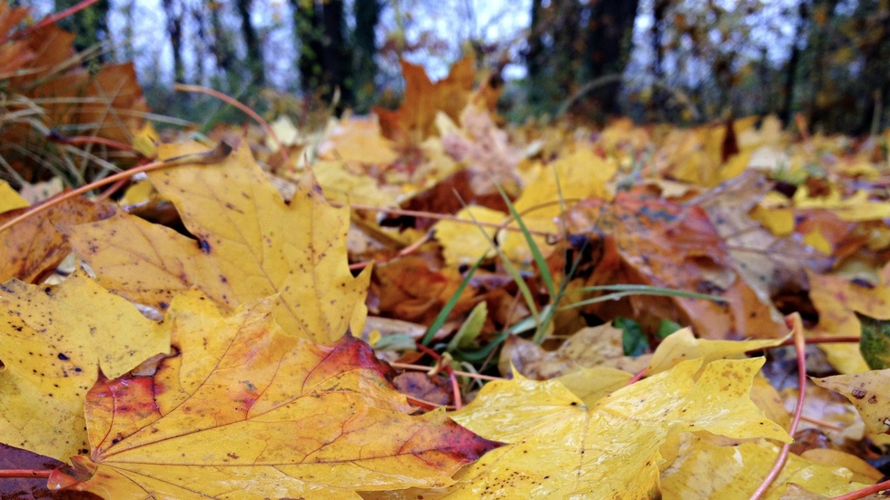 Цветове от есенната гора