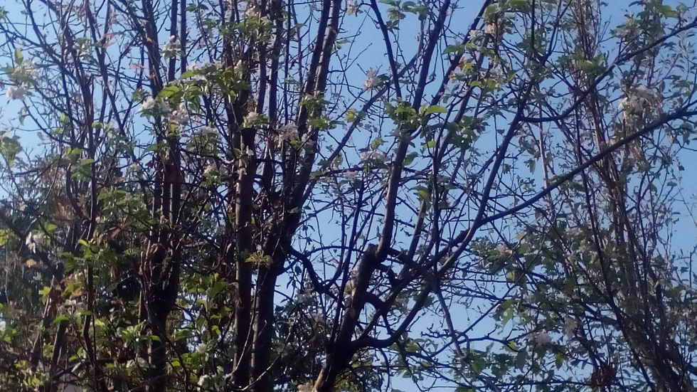 Цъфнали ябълки през есента