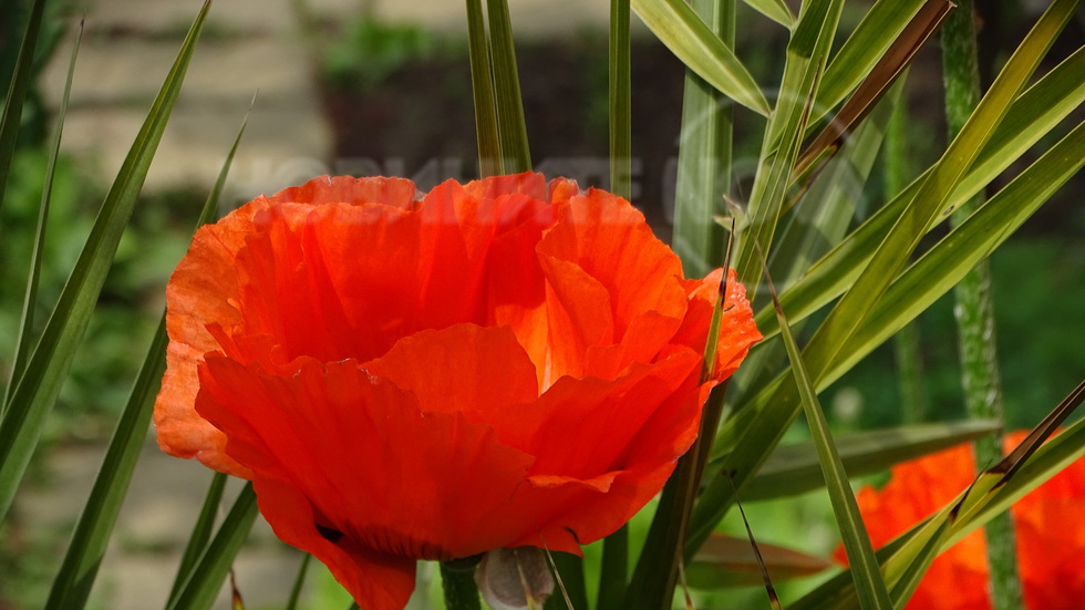 Мак за Деня победата на 9 май!