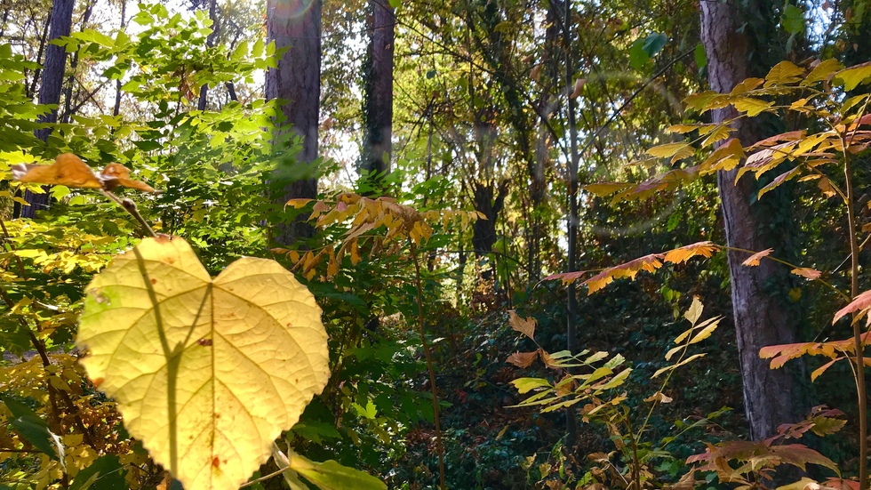 Есенна красота в Скобелев парк, Плевен