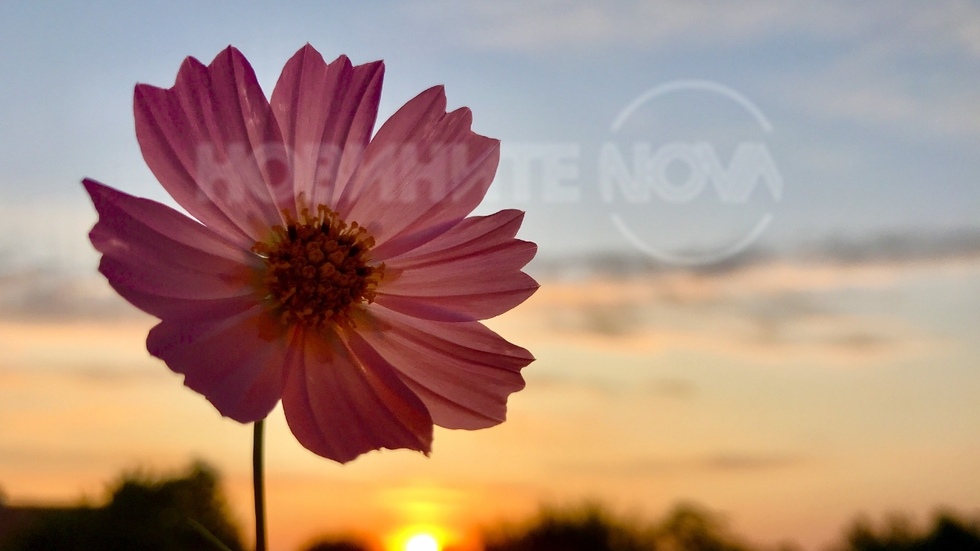 Цветето и есенния изгрев