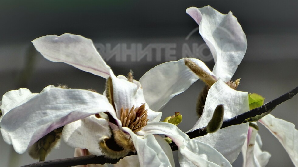 Нежността на пролетта!