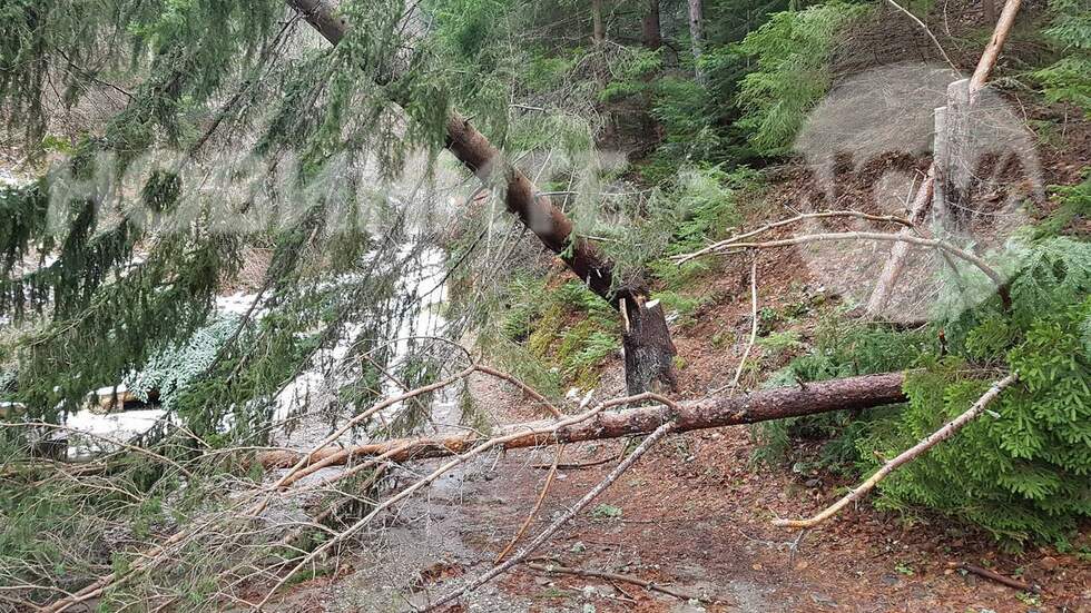 Изсечена гора над село Бистрица