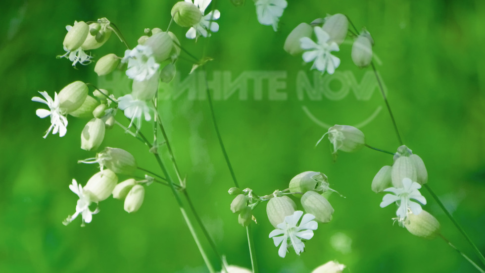 Пролетна нежност