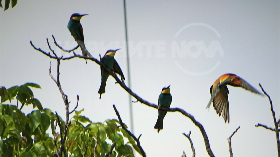 Красиви птички!