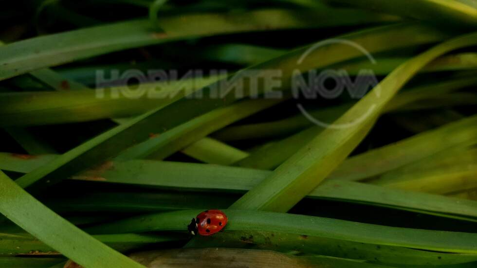 Калинка, сгушила се в листата...