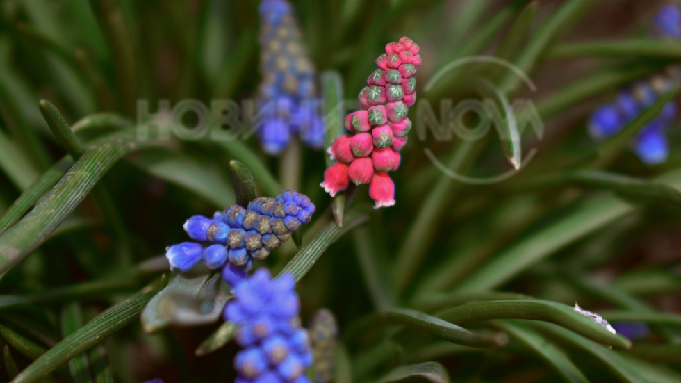 Пролетни нюанси