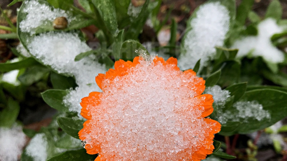 Сняг покри нежните невенчета